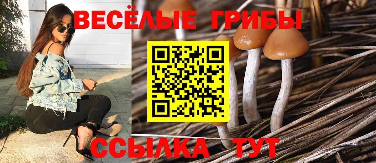 Псилоцибиновые грибы Cubensis Саранск